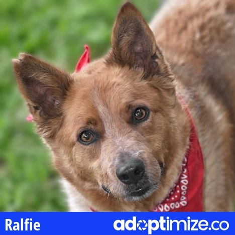 RALFIE