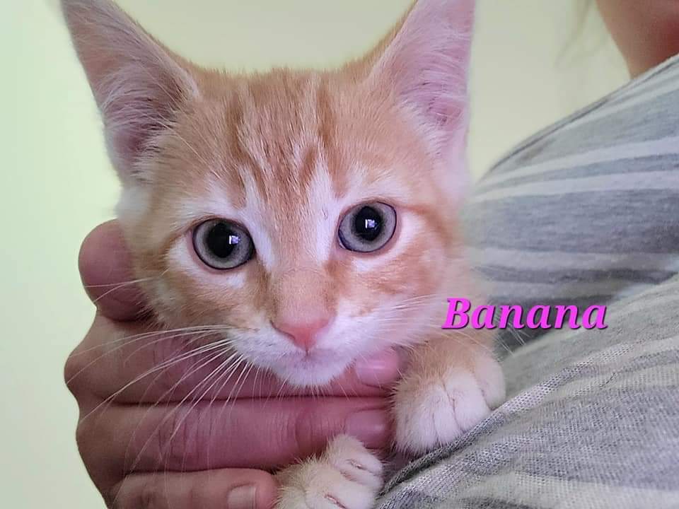 Banana, an adoptable Domestic Short Hair in Albany, WI, 53502 | Photo Image 1