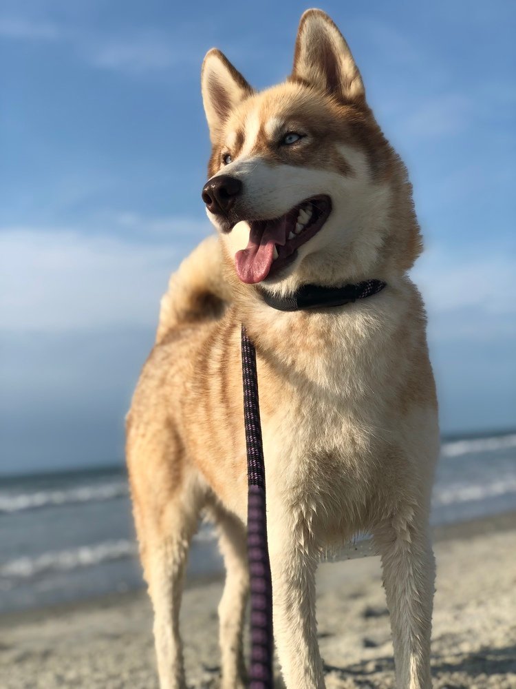 Paco the Photogenic Husky | CP