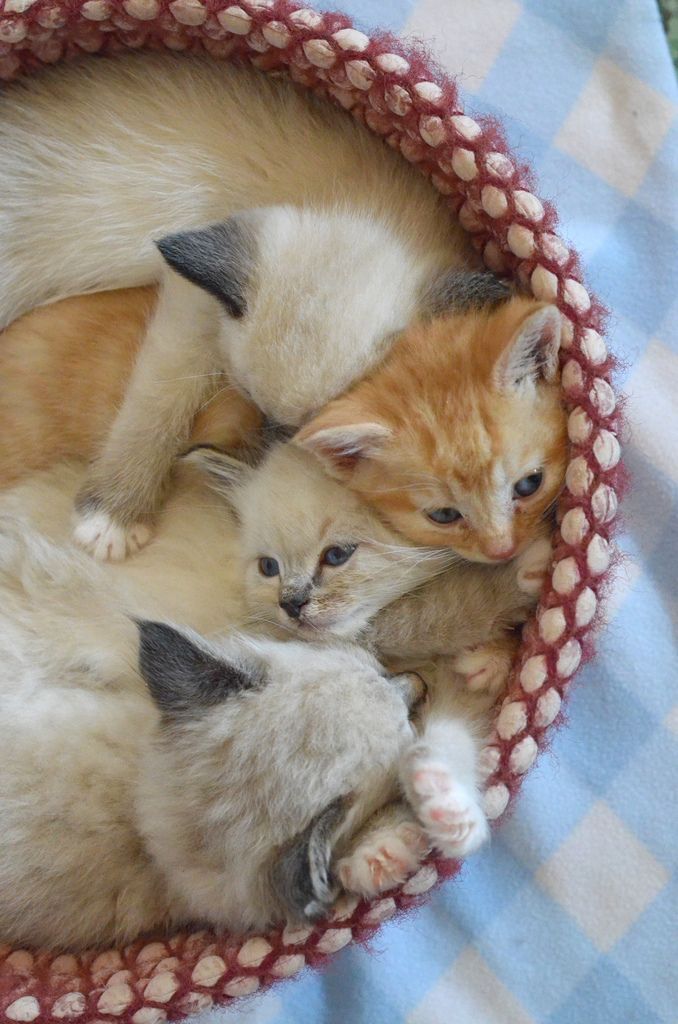 kittens 3