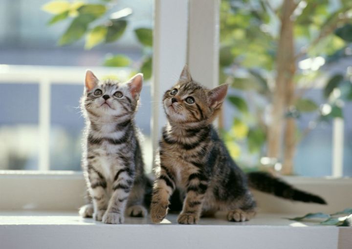kittens 5