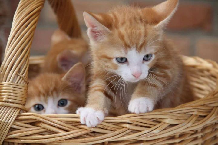 kittens 1
