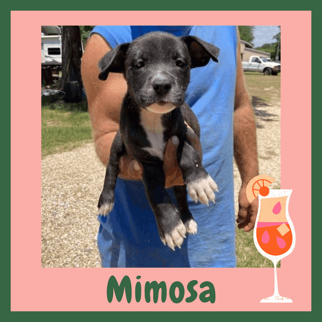 Mimosa