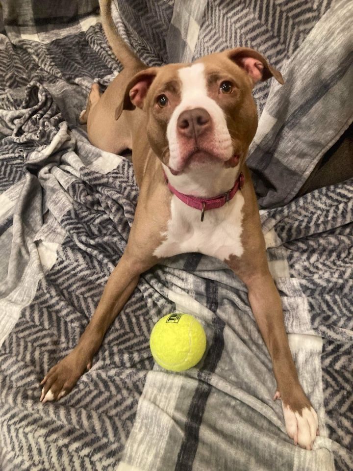 Opal, an adoptable Pit Bull Terrier & Boxer Mix in Lexington, KY_image-2