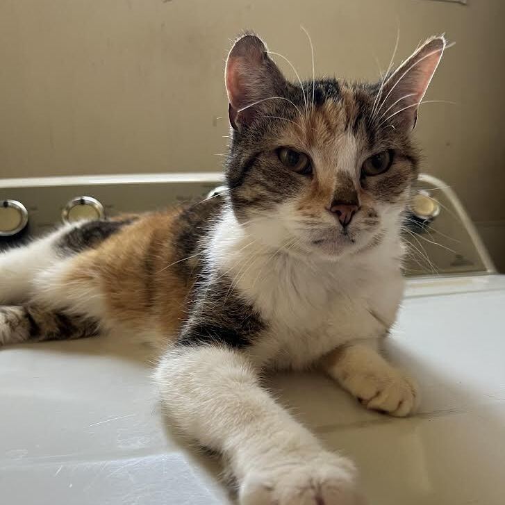 Cat for adoption - Fluffy, a Calico in Spencer, IA | Petfinder