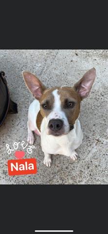 NALA