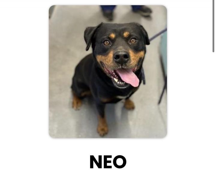 Neo, an adoptable Rottweiler in Portland, OR_image-1