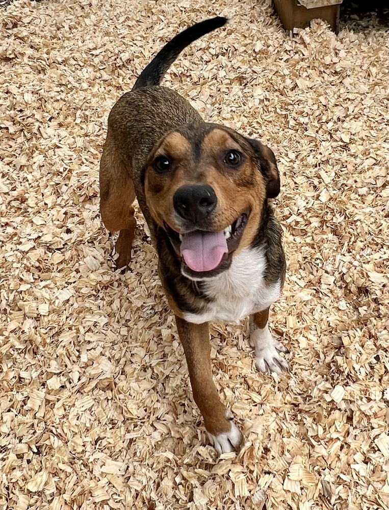 Bumble, an adoptable Shepherd in Troy, AL, 36081 | Photo Image 1