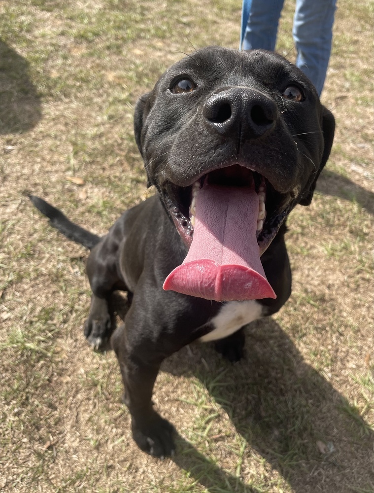 Remo, an adoptable American Bulldog, Labrador Retriever in Troy, AL, 36081 | Photo Image 1