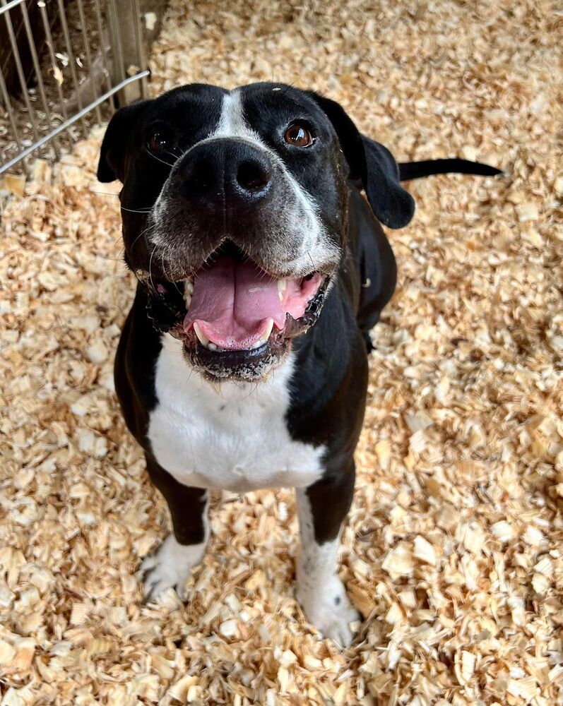 Gus Gus, an adoptable American Bulldog in Troy, AL, 36081 | Photo Image 1