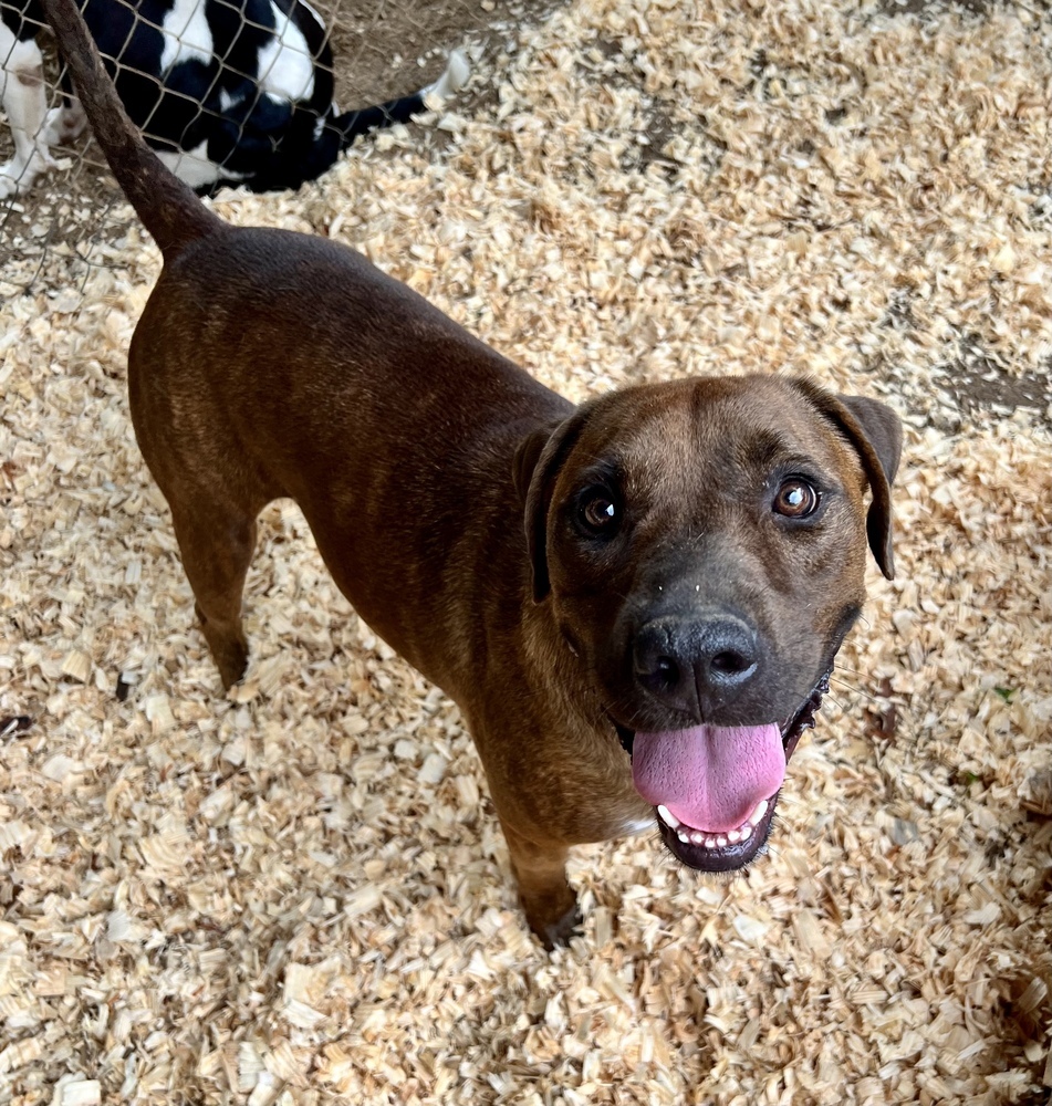 Scott, an adoptable American Staffordshire Terrier in Troy, AL, 36081 | Photo Image 1