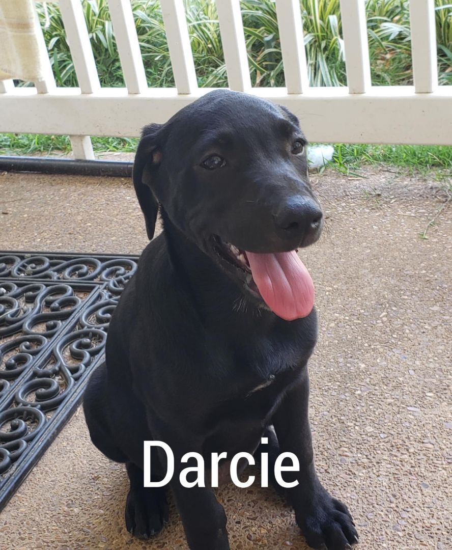 Darcie