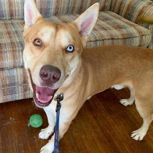 Zayak, an adoptable Siberian Husky in Omaha, NE, 68106 | Photo Image 1