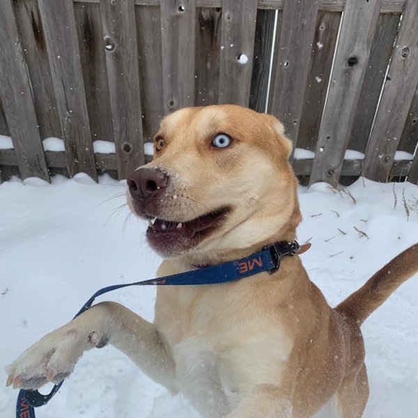 Zayak, an adoptable Siberian Husky in Omaha, NE, 68106 | Photo Image 3