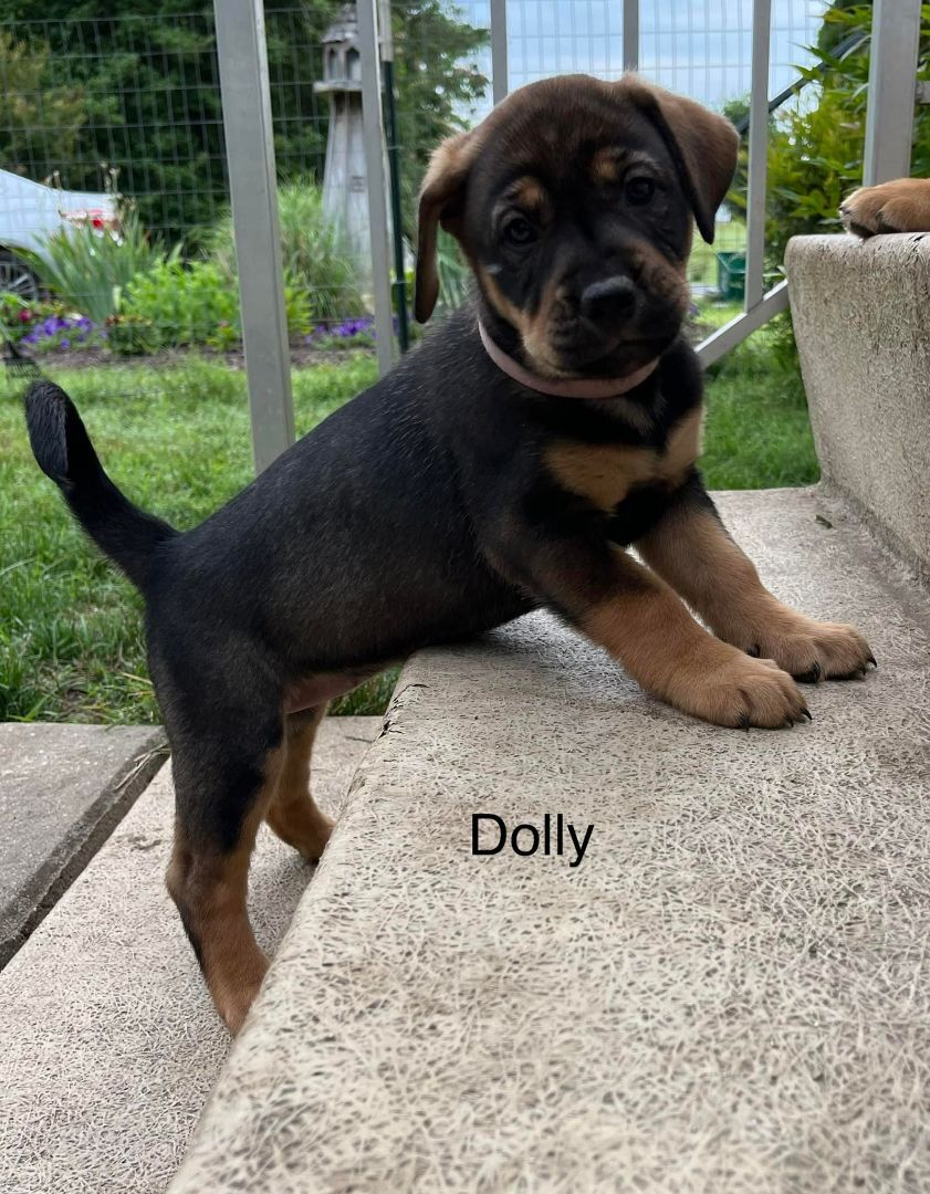 Dolly