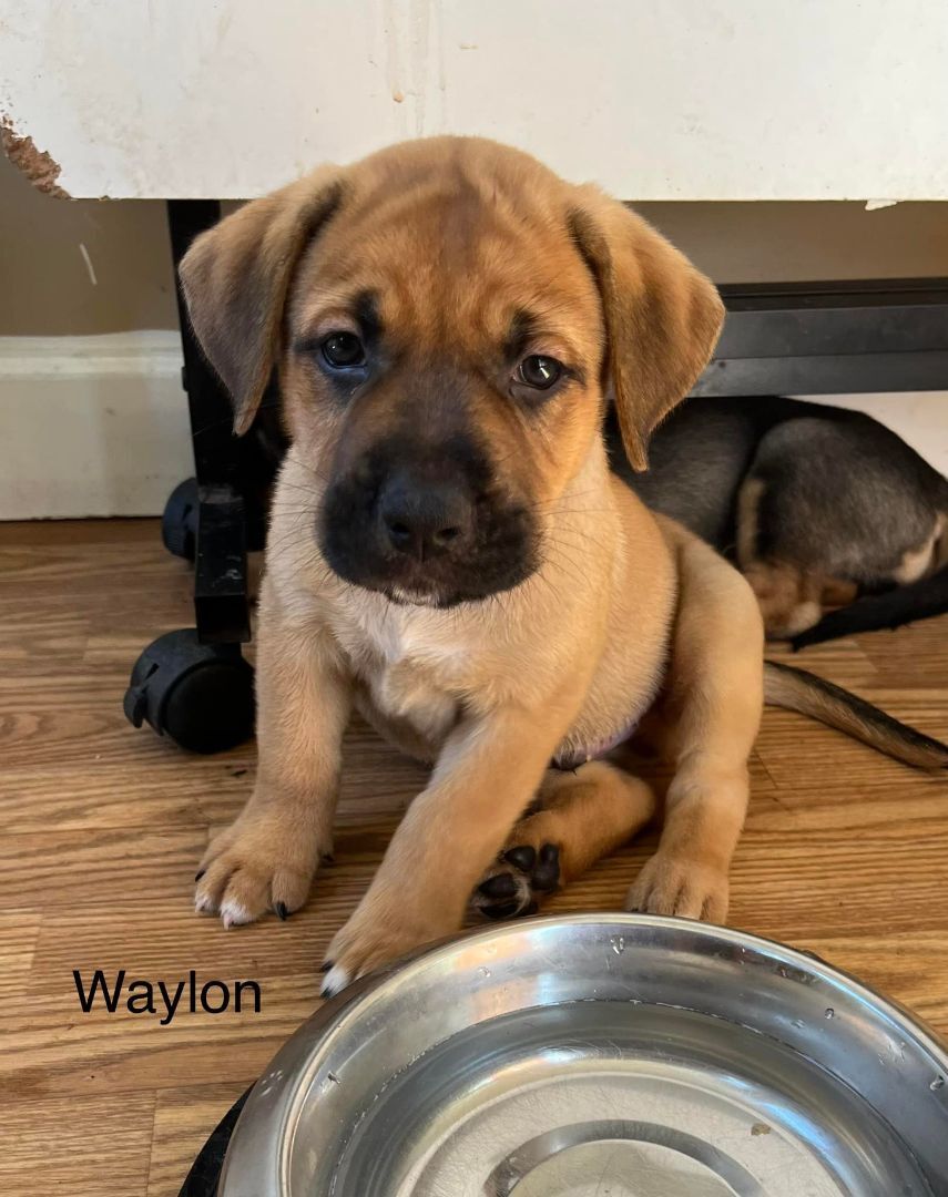 Waylon