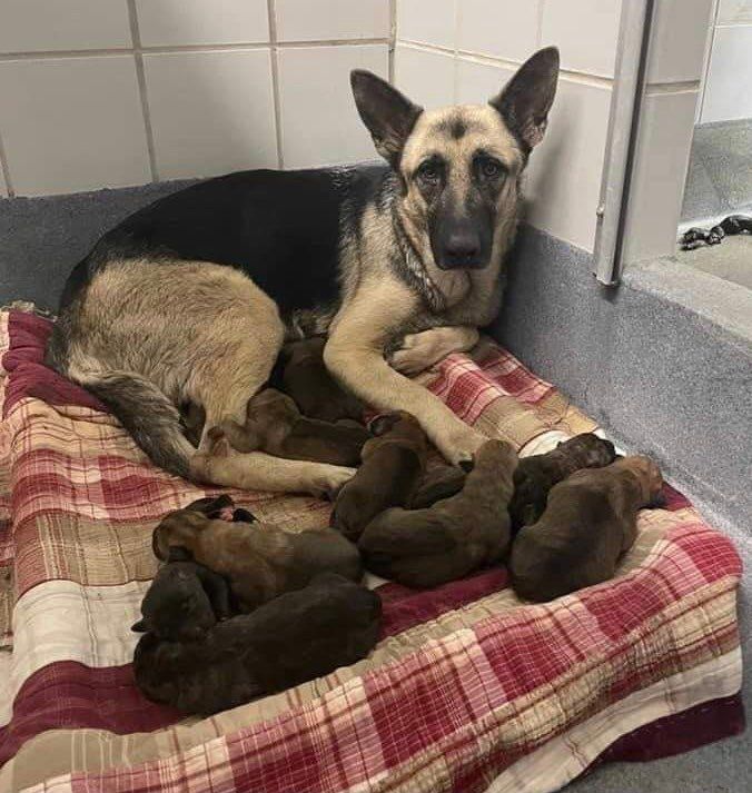 are german shepherd dog puppies lazy