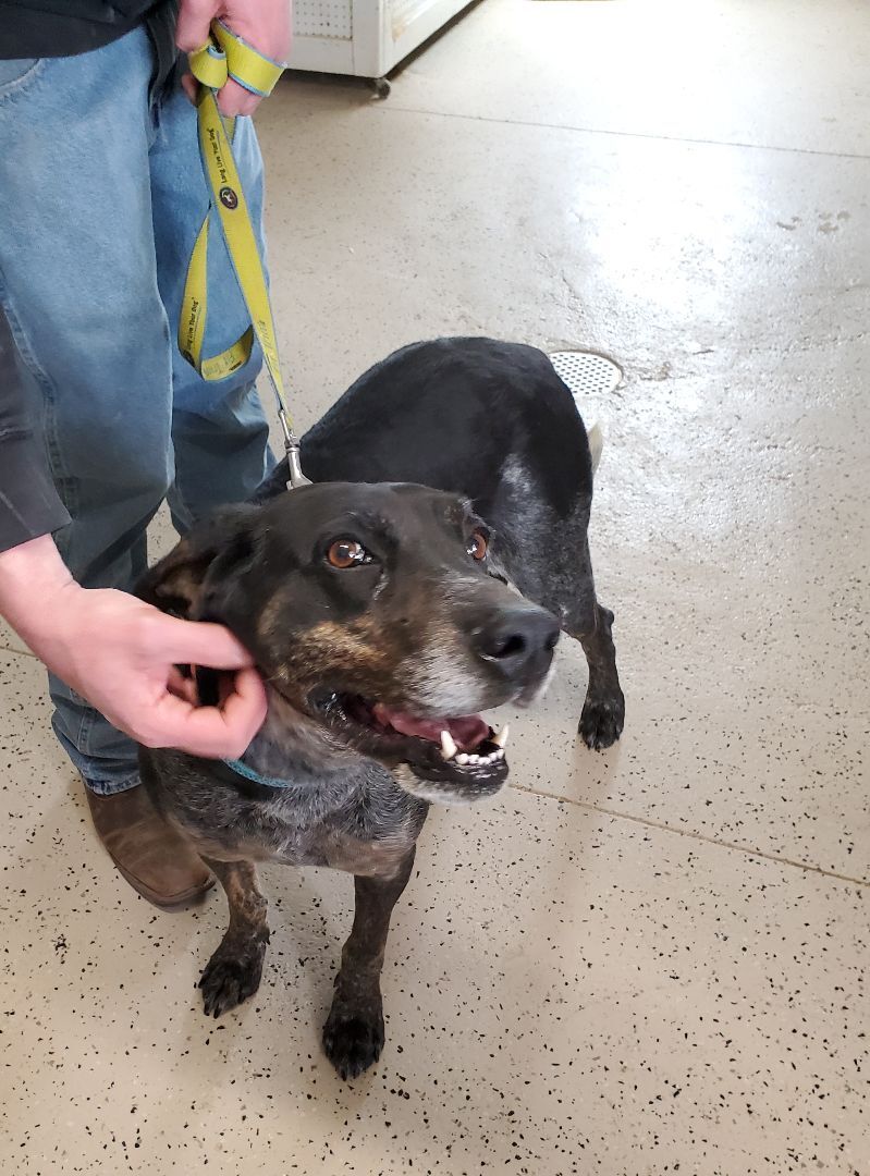 bluetick coonhound blue heeler mix