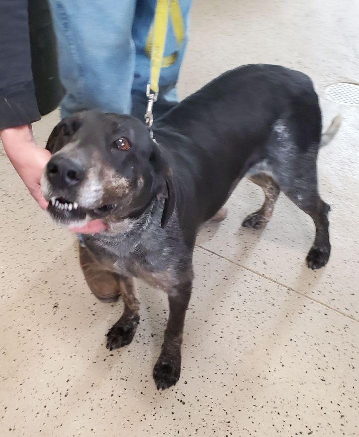 bluetick coonhound black lab mix