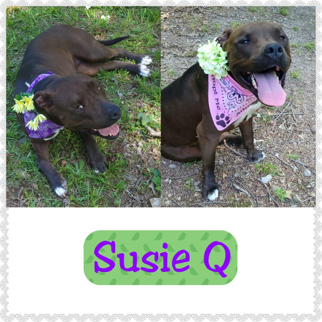 SUSIE Q