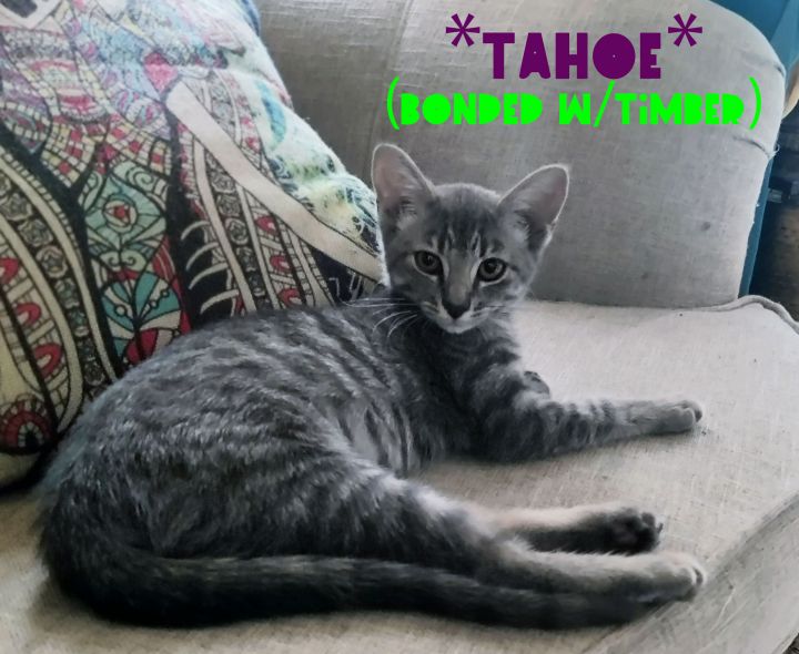 Timber (Bonded w/Tahoe), an adoptable Domestic Short Hair in Centerville, UT_image-5
