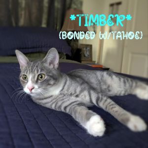 Timber (Bonded w/Tahoe)