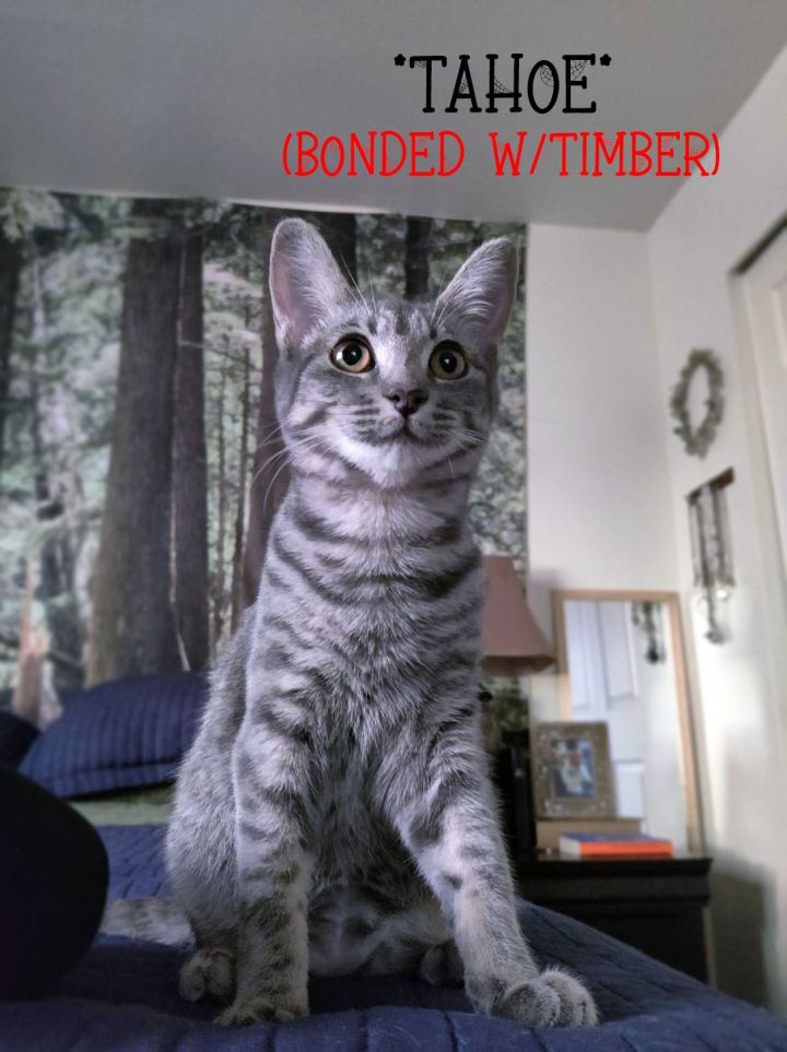 Tahoe (Bonded w/Timber), an adoptable Domestic Short Hair in Centerville, UT_image-1