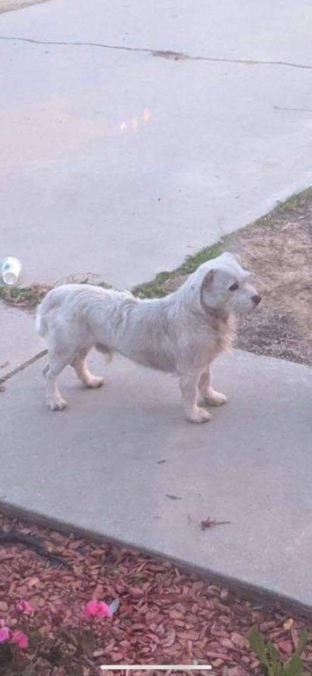 Bartholomew, an adoptable Terrier in Fresno, CA, 93729 | Photo Image 1