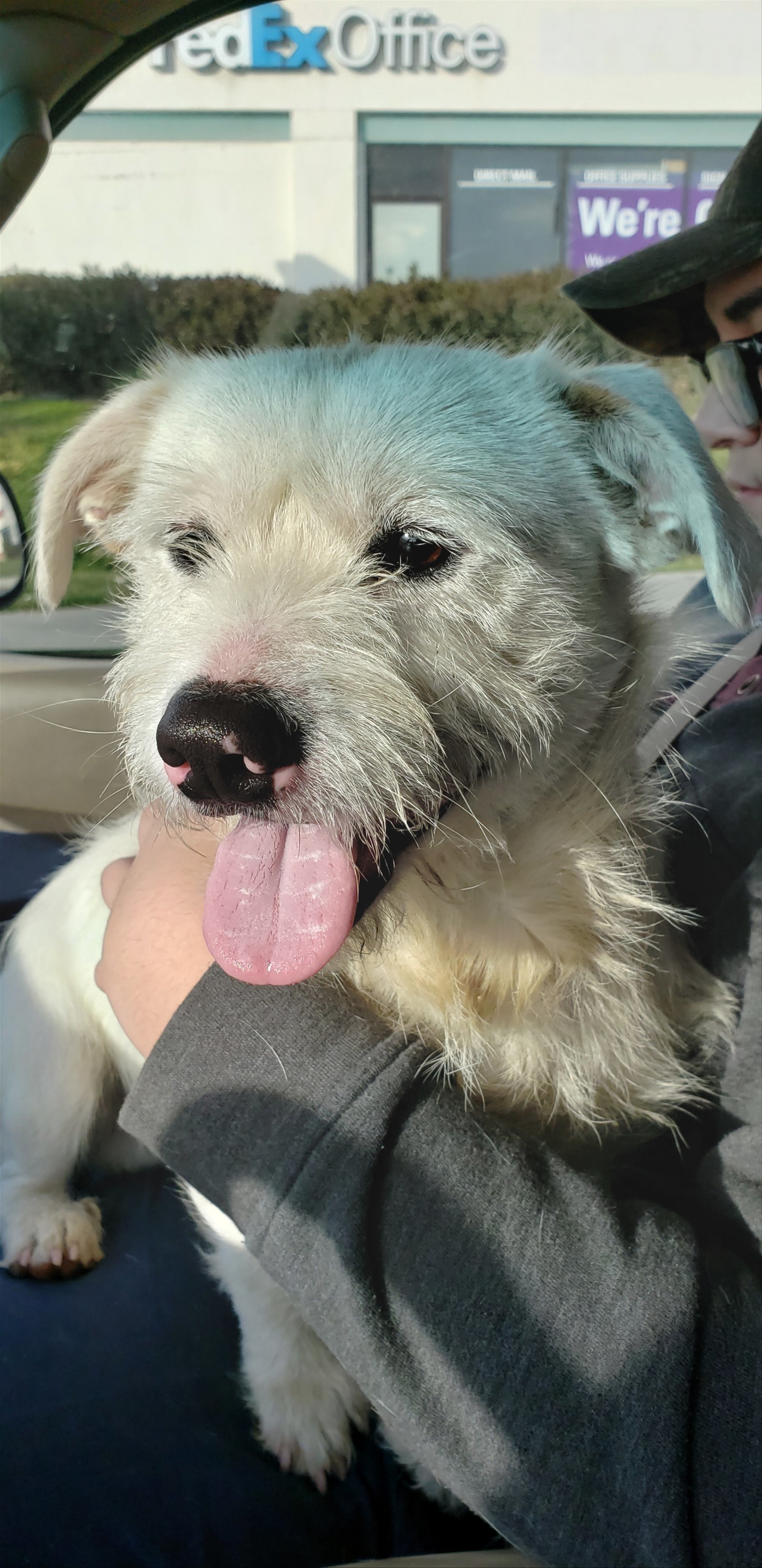 Bartholomew, an adoptable Terrier in Fresno, CA, 93729 | Photo Image 3