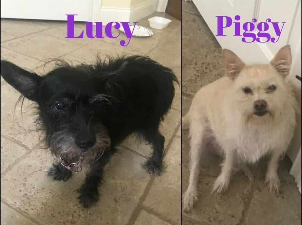 Lucy and Piggy