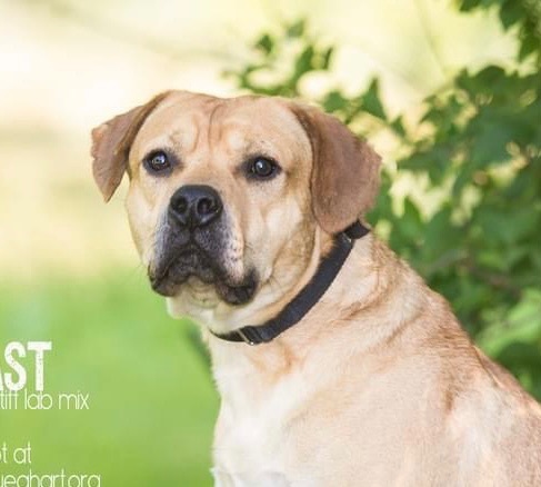 Beast, an adopted Yellow Labrador Retriever & Mastiff Mix in Cincinnati, OH_image-1