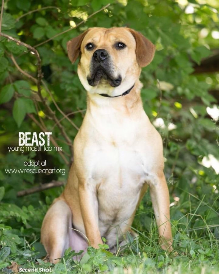 Beast, an adopted Yellow Labrador Retriever & Mastiff Mix in Cincinnati, OH_image-4