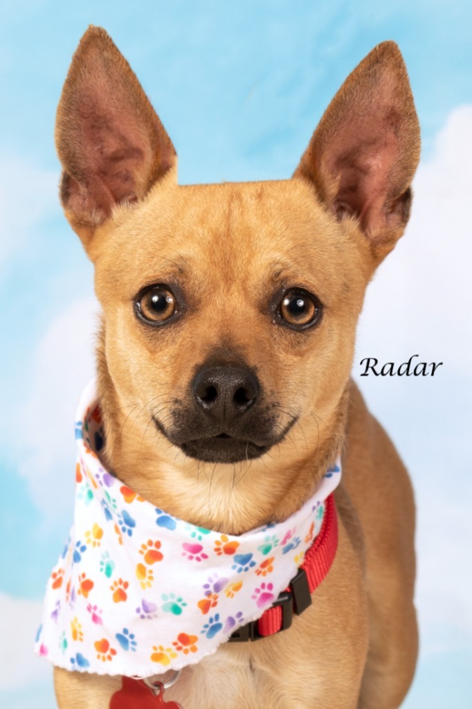 Radar