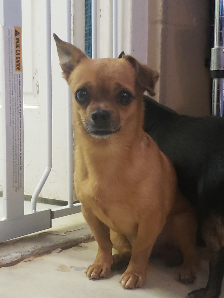 Timber, an adoptable Chihuahua, Pug in Midland, TX, 79705 | Photo Image 1