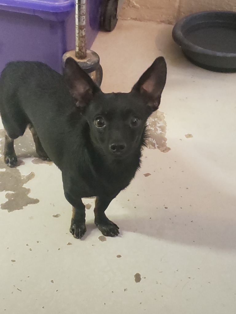 Fatone, an adoptable Chihuahua in Midland, TX, 79705 | Photo Image 1