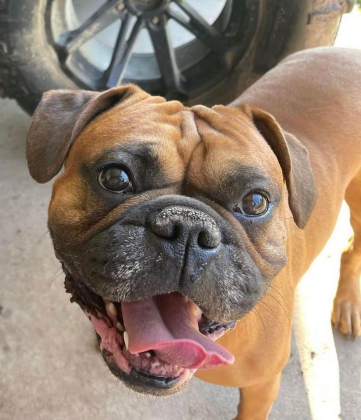 boxer french bulldog mix