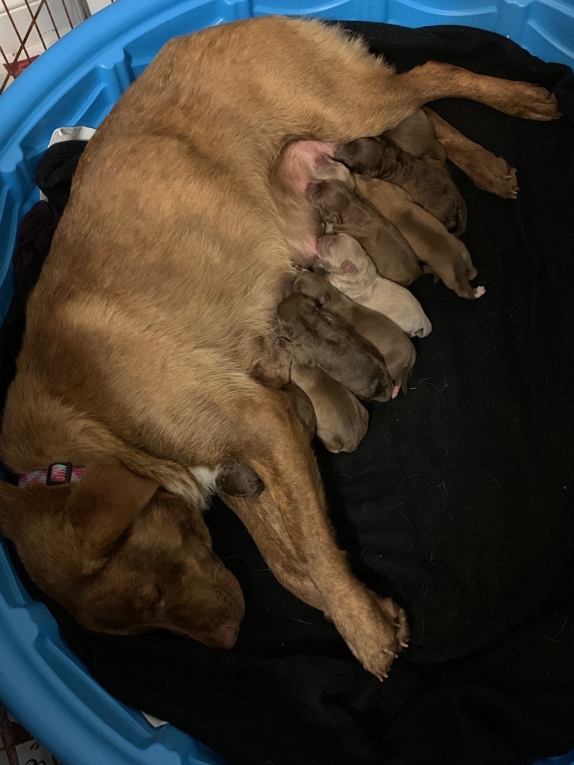 Graceâ€™s Litter of 11 Pups!