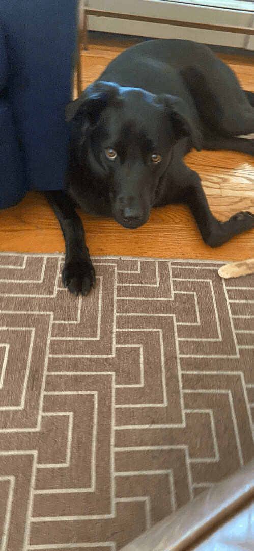 Vera, an adoptable Black Labrador Retriever & Fox Terrier Mix in Unionville, CT_image-2