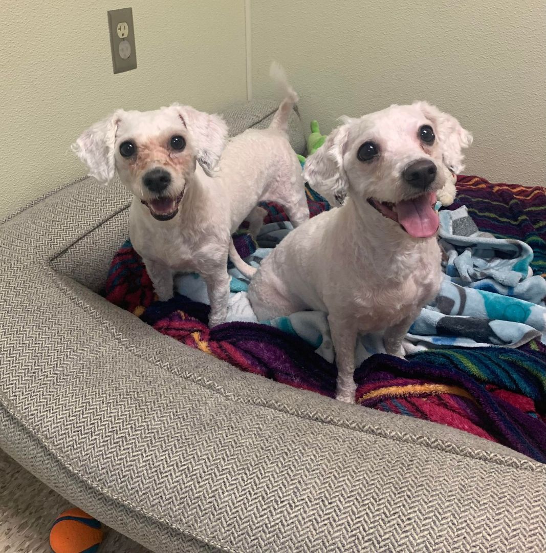 Duffy and Buffy (BONDED PAIR)