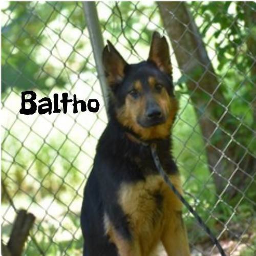 Baltho - adoption pending