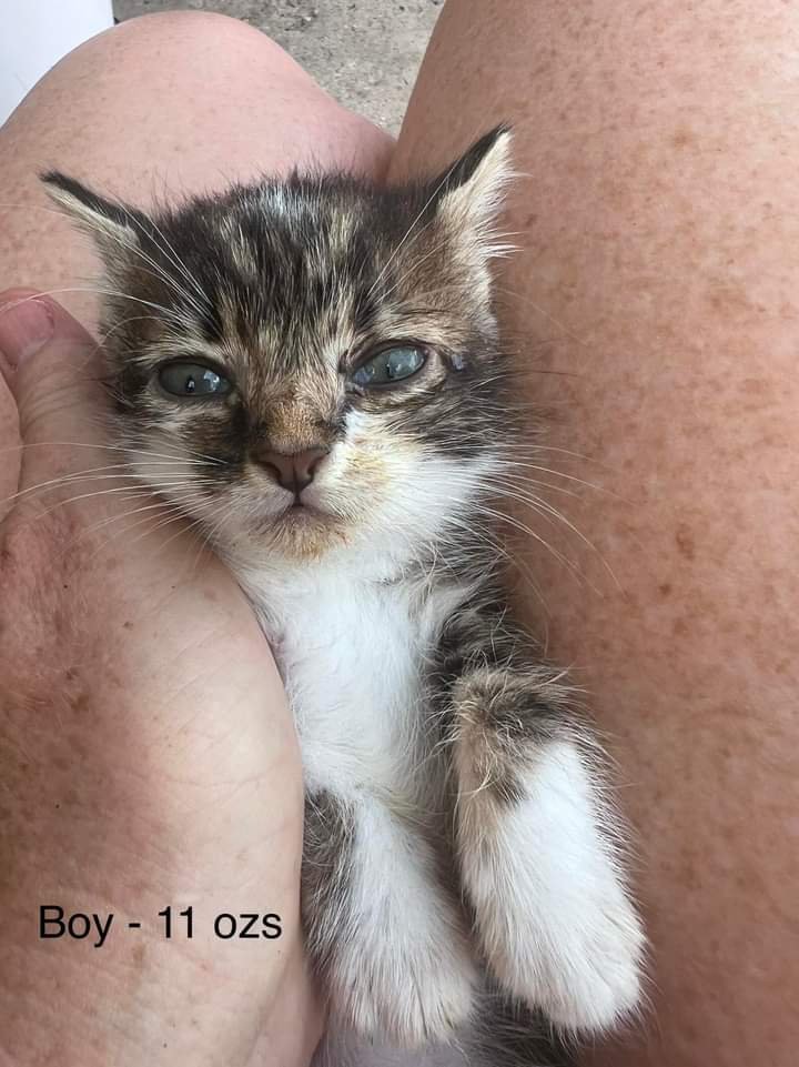 FOSTERS NEEDED FOR KITTENS! 2