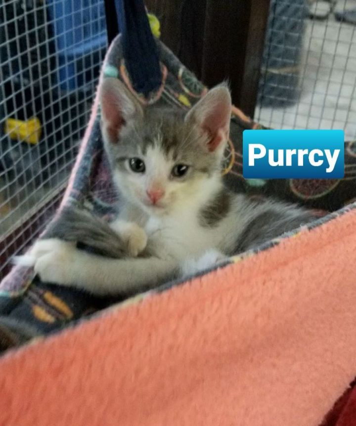Purrcy 1