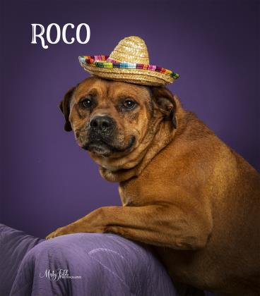 Roco