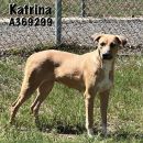 KATRINA's profile on Petfinder.com