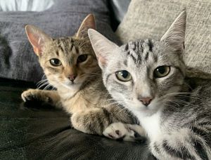 Cassie & Cleo Domestic Short Hair Cat