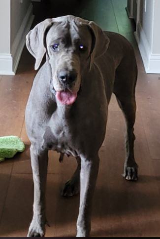 Onion, an adoptable Great Dane in Catlettsburg, KY, 41129 | Photo Image 1