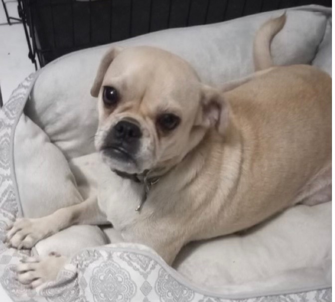 Gigi, an adoptable Puggle in Bradenton, FL, 34208 | Photo Image 6