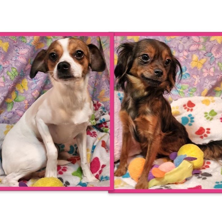 SASSY & May (Bonded Pair)