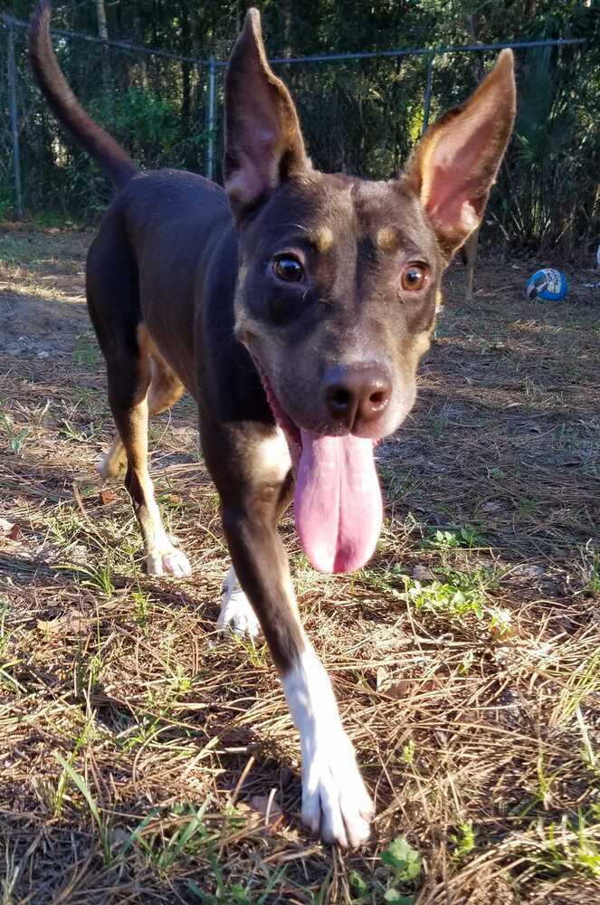 Doberman cattle discount dog mix