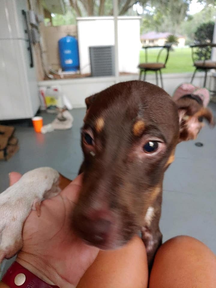 Clementine, an adoptable Doberman Pinscher, Australian Cattle Dog / Blue Heeler in Ocala, FL, 34475 | Photo Image 3